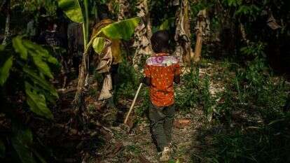 ילד מבורקינה־פאסו בחוות קקאו. | סלואן ז'ורז'ס עבור הוושינגטון פוסט ילד מבורקינה־פאסו בחוות קקאו. | סלואן ז'ורז'ס עבור הוושינגטון פוסט