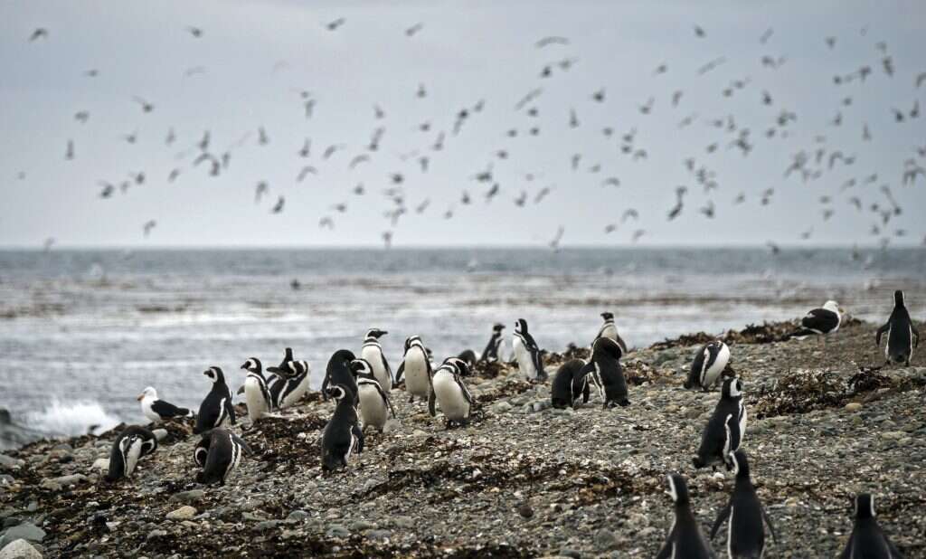 גם לאחר הגילוי, נשאר מיותם ונידח. "פינגוויני מגלן" במצרים הקרויים על שמו. | AFP גם לאחר הגילוי, נשאר מיותם ונידח. "פינגוויני מגלן" במצרים הקרויים על שמו. | AFP