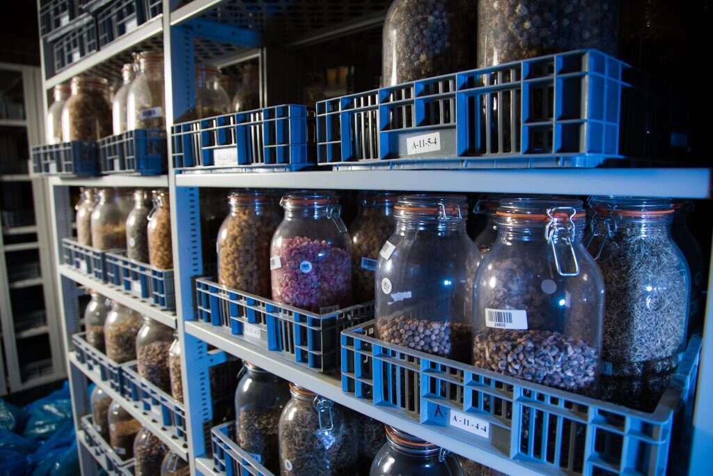 בנק הגנים במכון וולקני. | אריק סולטן