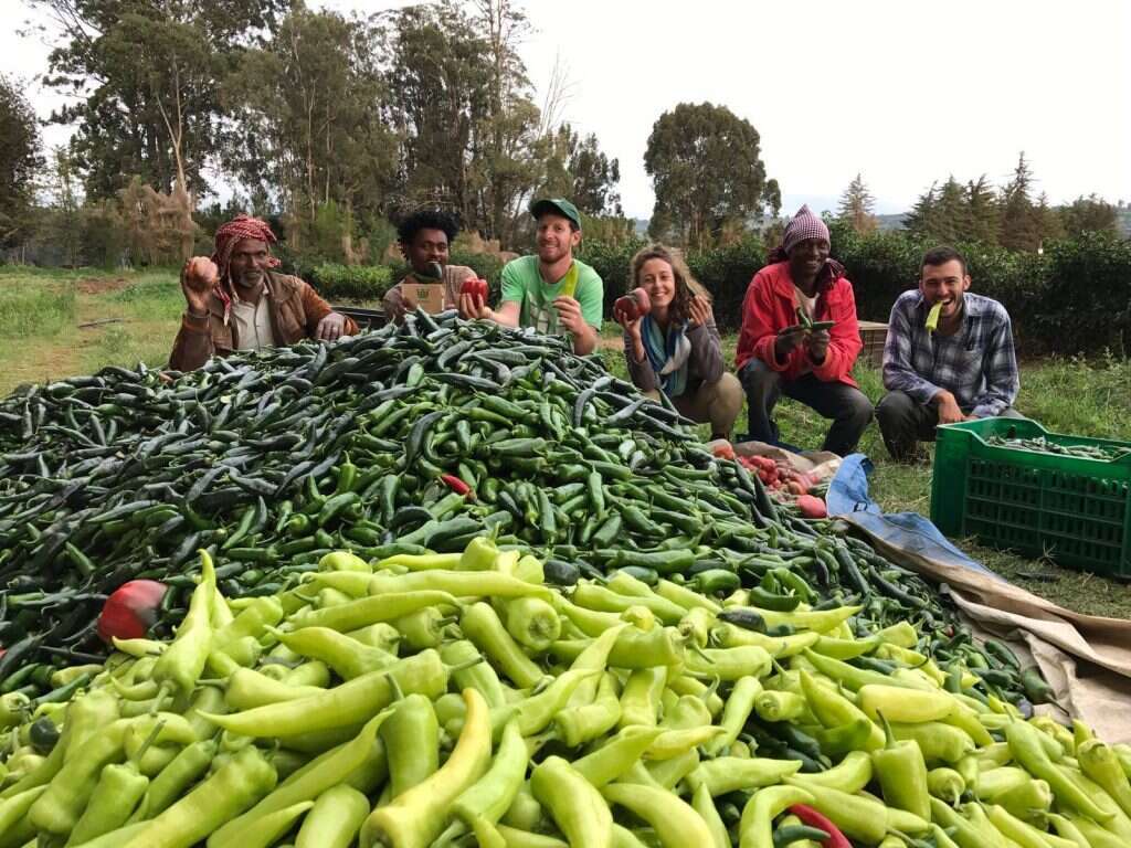 יבול פלפל חריף טרי. | אורי מורי