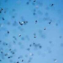 נמלים מעופפות, אילוסטרציה. | שאטרסטוק