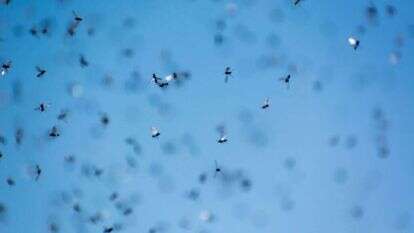 נמלים מעופפות, אילוסטרציה. | שאטרסטוק נמלים מעופפות, אילוסטרציה. | שאטרסטוק