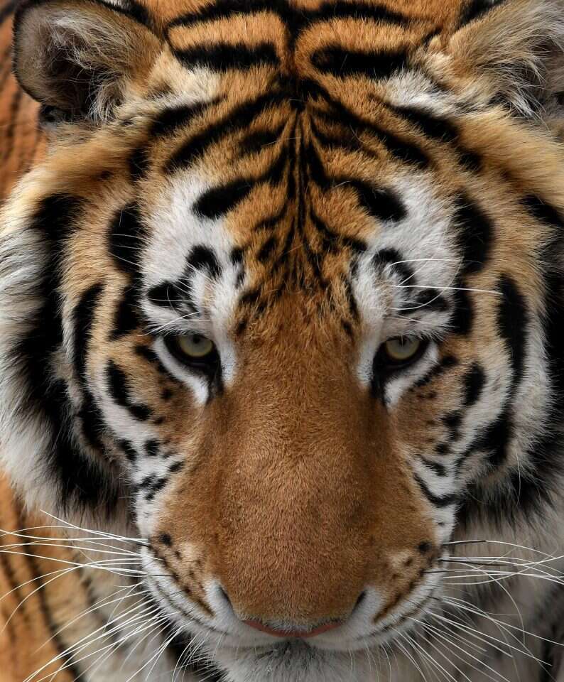 מייקל ס. ויליאמס, עבור הוושינגטון פוסט מייקל ס. ויליאמס, עבור הוושינגטון פוסט