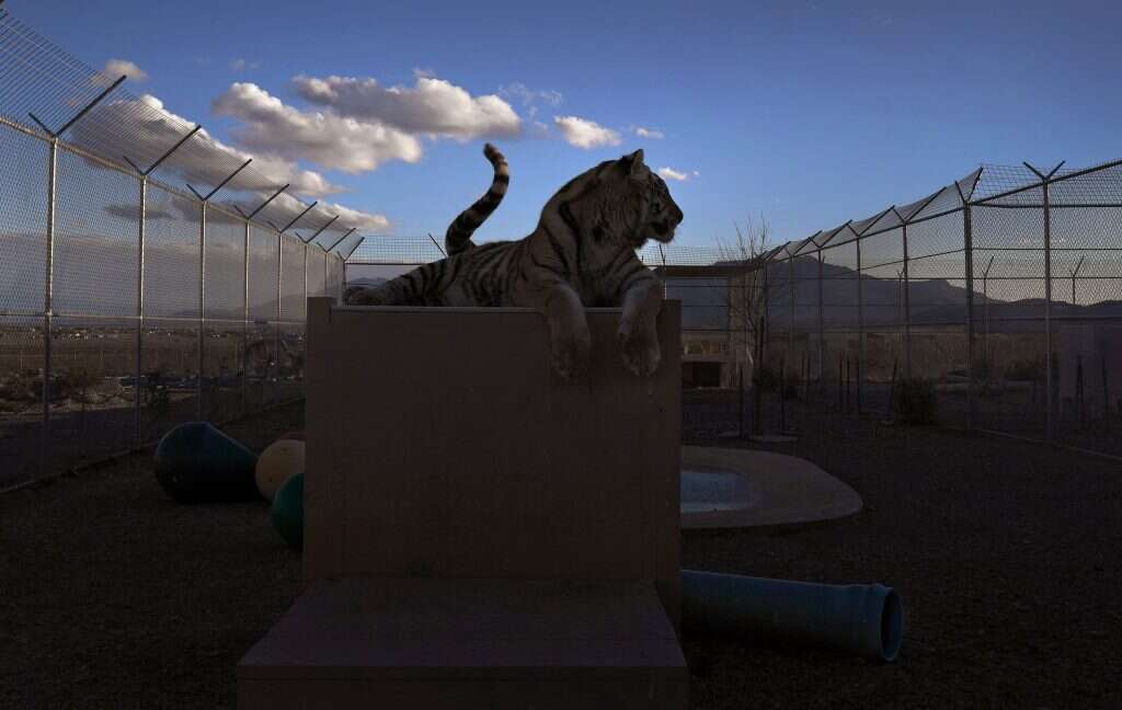 מייקל ס. ויליאמס, עבור הוושינגטון פוסט מייקל ס. ויליאמס, עבור הוושינגטון פוסט