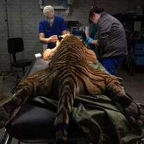 ניתוח העיניים של הטיגריס 'קריקסיס'. | מייקל ס. ויליאמס, עבור הוושינגטון פוסט