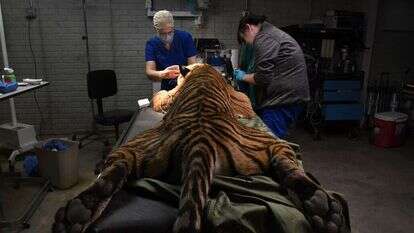 ניתוח העיניים של הטיגריס 'קריקסיס'. | מייקל ס. ויליאמס, עבור הוושינגטון פוסט ניתוח העיניים של הטיגריס 'קריקסיס'. | מייקל ס. ויליאמס, עבור הוושינגטון פוסט