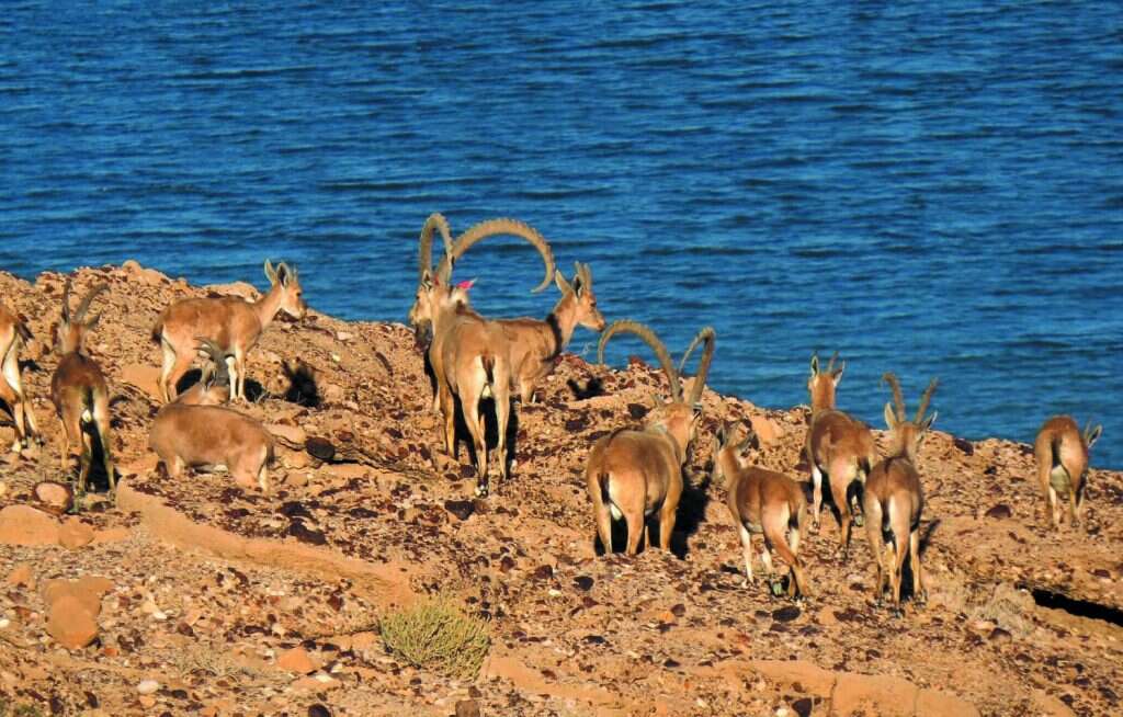 עדר יעלים במדבר יהודה. | אסף מזרחי