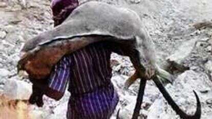 ציד יעלים לא חוקי