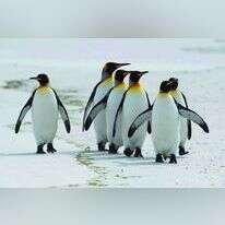 פינגווין מלכותי בטבע | AFP