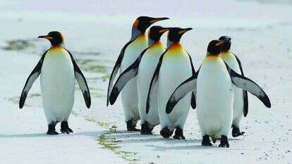 פינגווין מלכותי בטבע | AFP