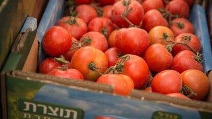 הדס פרוש, פלאש 90