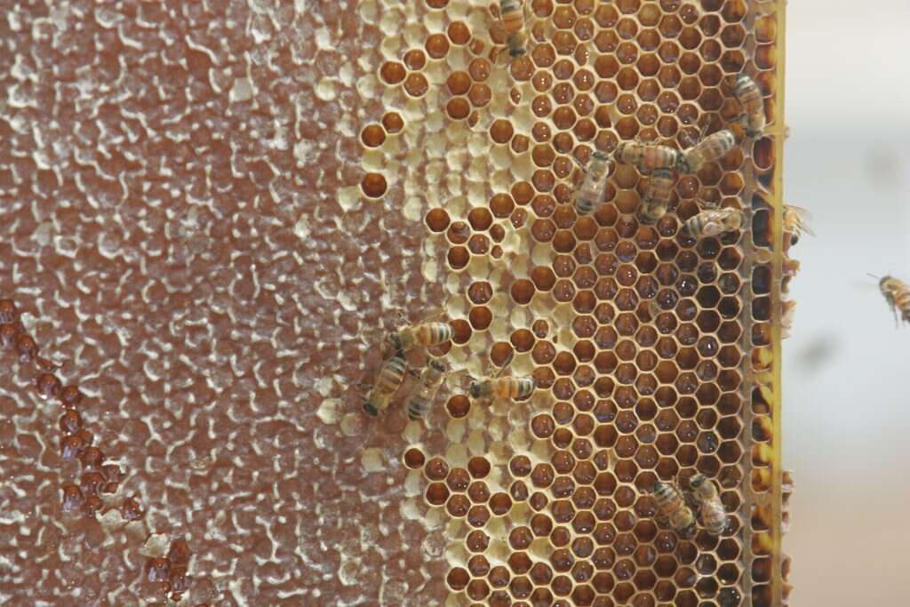 המבנה הטבעי של הכוורת הולך ונעלם. חלת דבש. | מרים צחי