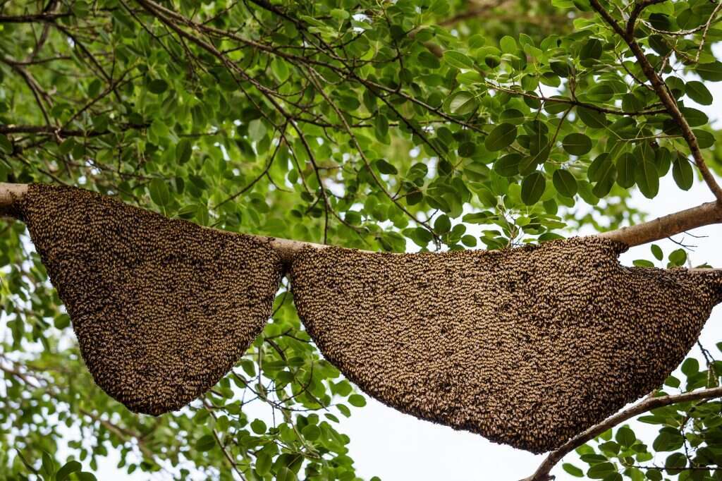 ישות אחת מאוחדת. נחיל דבורים בחיק הטבע. | שאטרסטוק