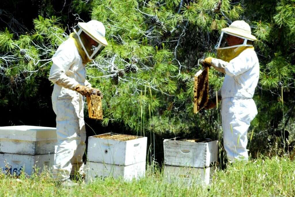 "מי שהולך למלחמה צריך להתגונן". דבוראים בחליפות. | עמיר שחר