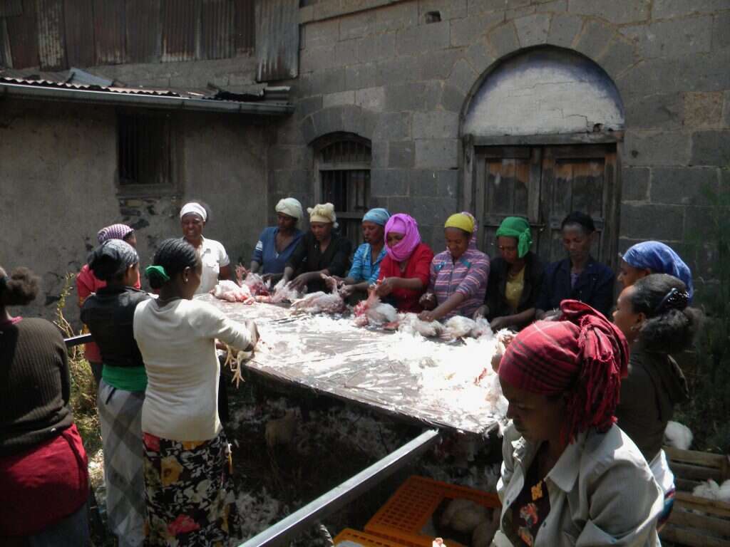 הכשרת עופות בחצר בית כנסת באתיופיה. | באדיבות ד"ר ארי גרינספן