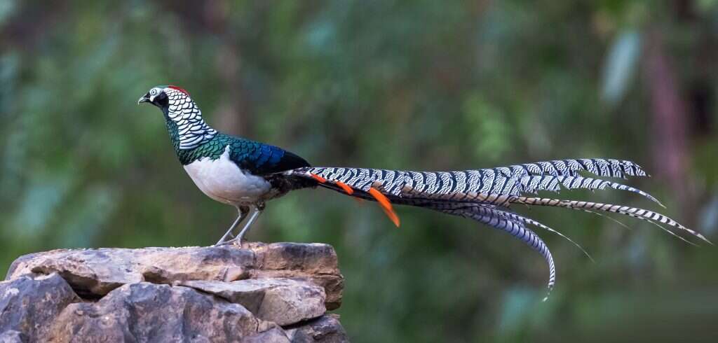 מוזכר בתלמוד כעוף משובח. פסיון. | שאטרסטוק