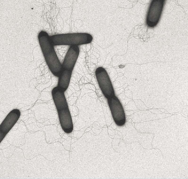 משמשים מעין הגה. שוטונים מסתלסלים מחיידקי בצילוס סבטיליס