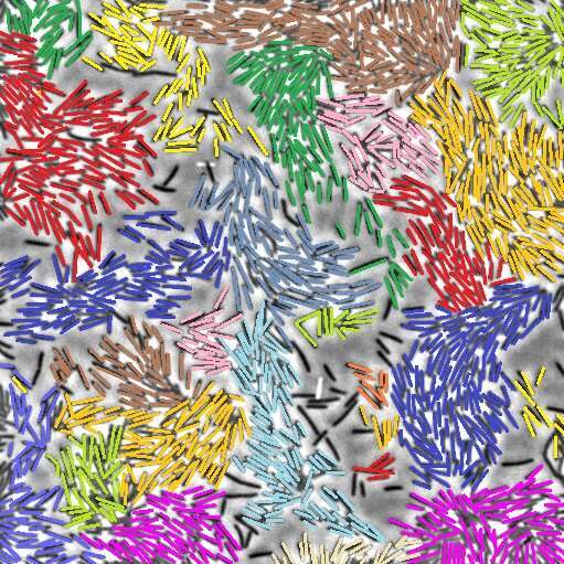 משחה המוני. צבירי חיידקים בתנועה