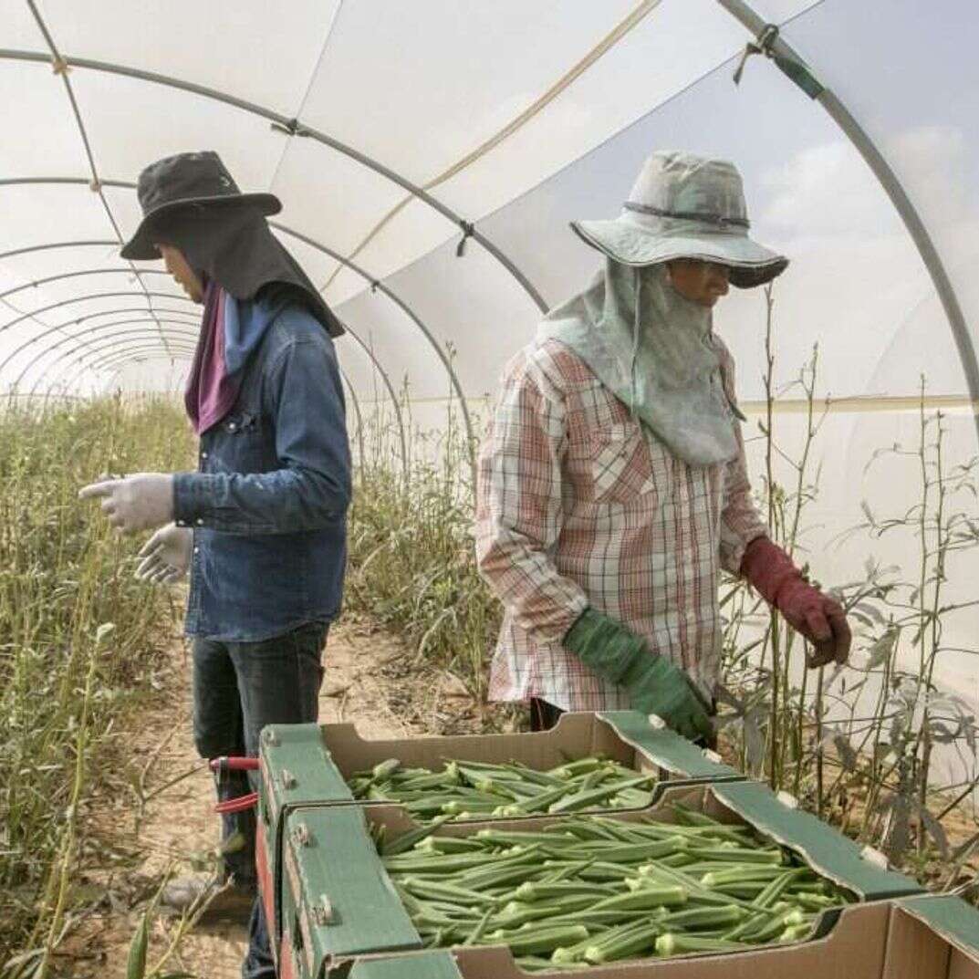 עובדים זרים בחממות בערבה | יוסי אלוני