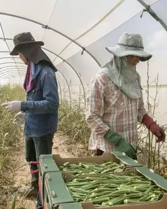 עובדים זרים בחממות בערבה | יוסי אלוני עובדים זרים בחממות בערבה | יוסי אלוני