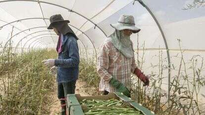 עובדים זרים בחממות בערבה | יוסי אלוני עובדים זרים בחממות בערבה | יוסי אלוני