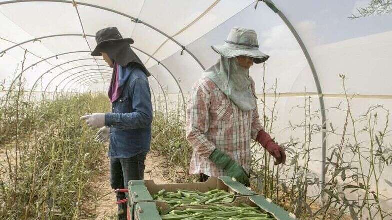 עובדים זרים בחממות בערבה | יוסי אלוני