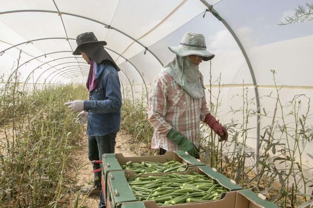 עובדים זרים בחממות בערבה | יוסי אלוני