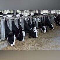 רפת ישראלית. | יוסי אלוני