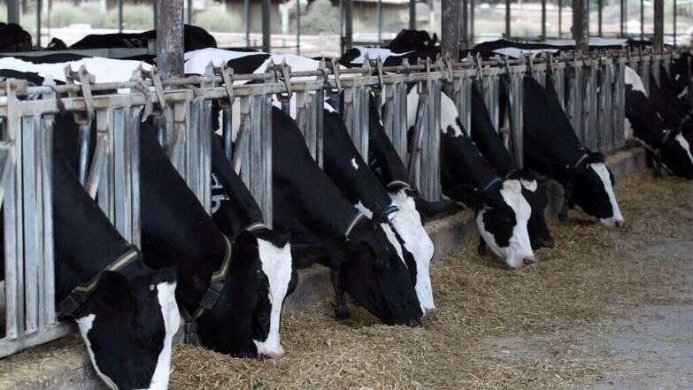 רפת ישראלית. | יוסי אלוני