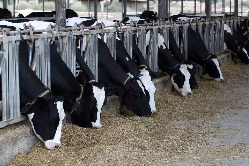 רפת ישראלית. | יוסי אלוני