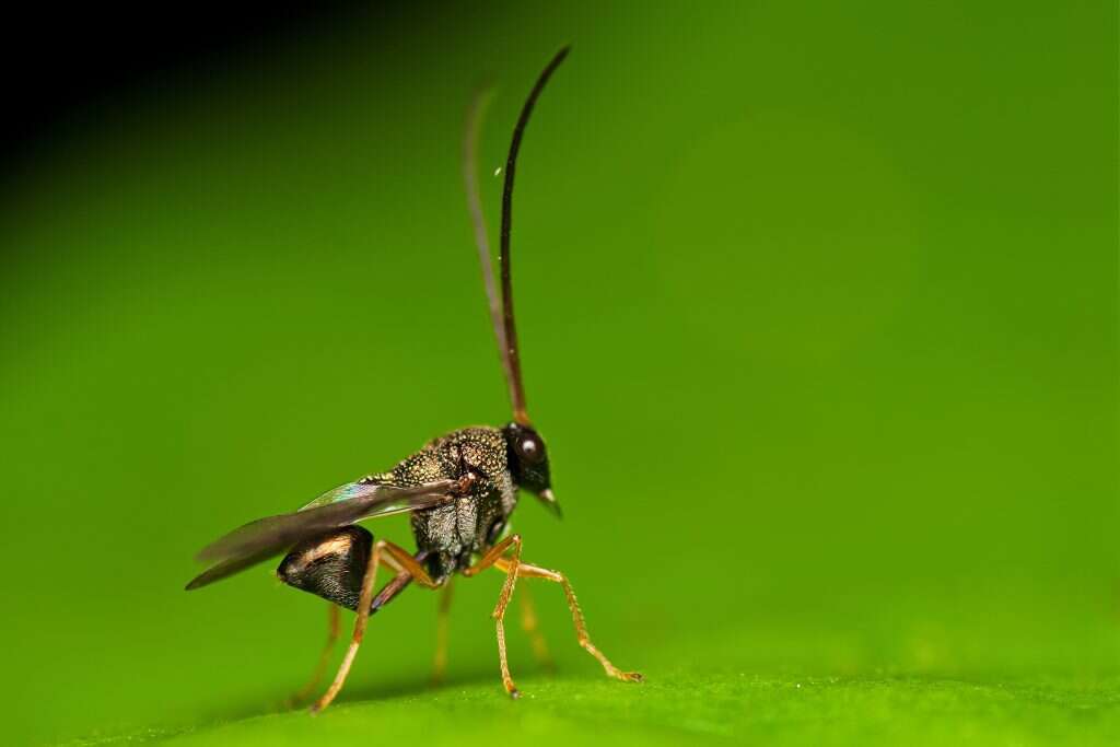 מערכת יחסים של תן וקח. צִרְעה טפילית. | שאטרסטוק