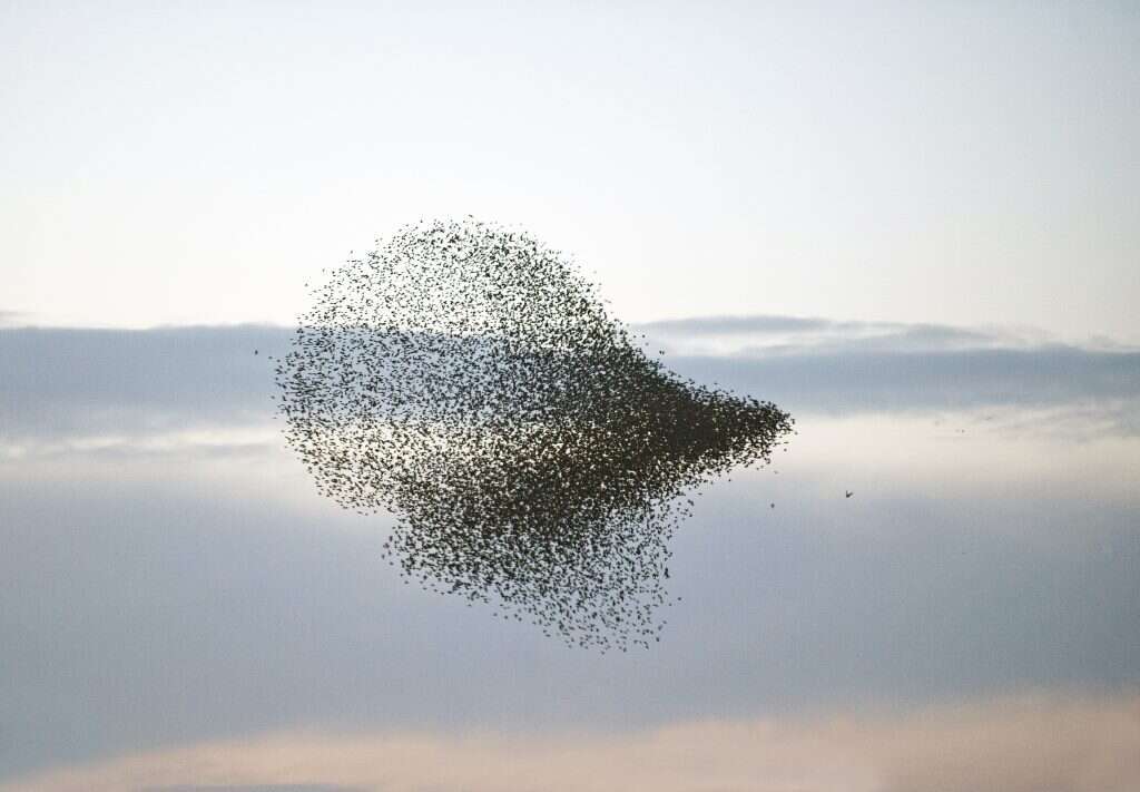 מחול ראווה מתאום להפליא. זרזירים. | שאטרסטוק