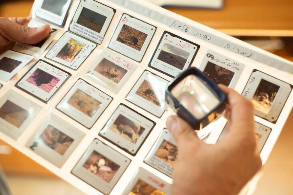 "התרגשנו מאוד לראות אותם, אבל במהלך הזמן אתה מתרגל". אוסף תצלומי נמרים של אייל ברטוב. | יואב זוהר