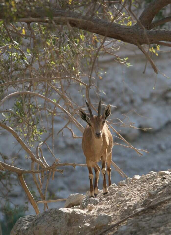 גם התפריט נעלם מהשטח. יעל. | מרים צחי