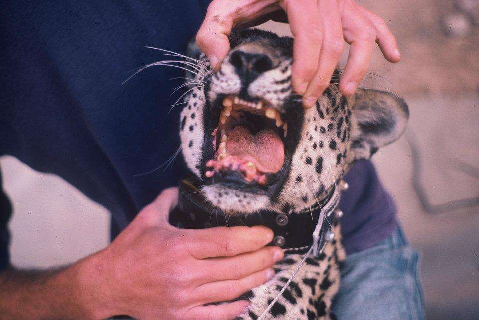 ביקורת על שיטות פולשניות. מחקר הנמרים. | יוסי אוד, מתוך אתר פיקיוויקי