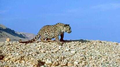 נמר. | אייל ברטוב