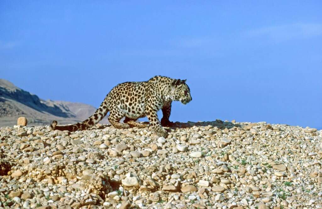 נמר. | אייל ברטוב