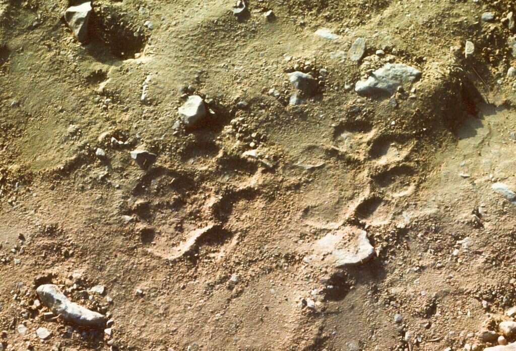 עדות מהימנה צריכה לכלול | טביעות רגליים טובות בקרקע לחה או עור של נמר. עקבות שתיעד גיורא אילני.