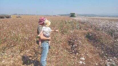 שדה כותנה של קיבוץ פלך. | קיבוץ פלך