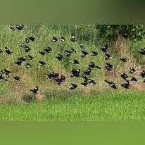 ציפורי מיינה, אילוסטרציה. | שאטרסטוק
