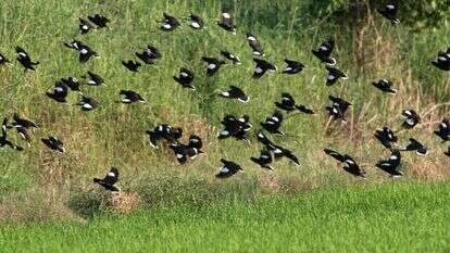 ציפורי מיינה, אילוסטרציה. | שאטרסטוק