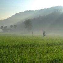 שדה תירס. | שאטרסטוק שדה תירס. | שאטרסטוק
