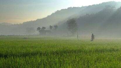 שדה תירס. | שאטרסטוק