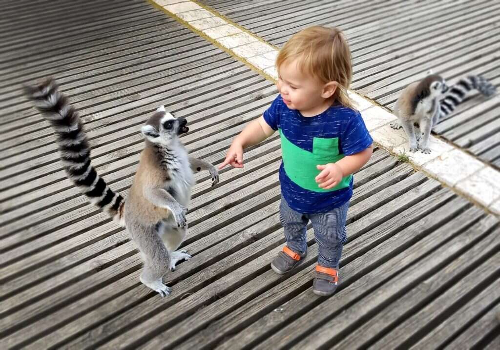 חנוכה בגן החיות התנ"כי. | ציונה מרגרט