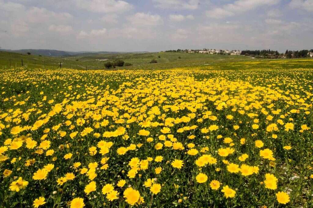 רמת מנשה. | ד"ר עידן שפירא, "המארג", מוזיאון הטבע ע"ש שטיינהרדט באונ' תל אביב