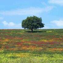 רמת מנשה. | ד"ר עידן שפירא, "המארג", מוזיאון הטבע ע"ש שטיינהרדט באונ' תל אביב