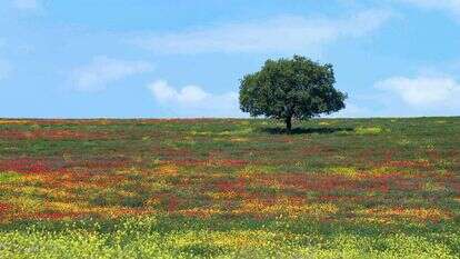 רמת מנשה. | ד"ר עידן שפירא, "המארג", מוזיאון הטבע ע"ש שטיינהרדט באונ' תל אביב