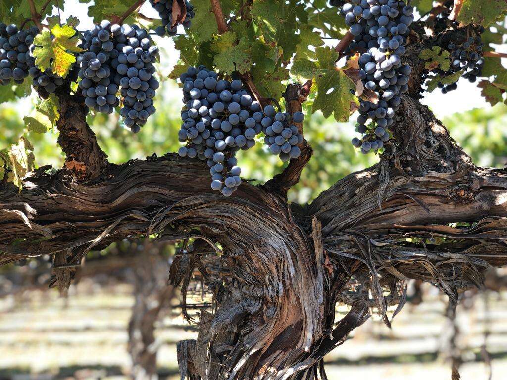 courtesy of covenant Israel wines