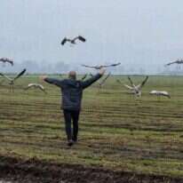 החקלאים נגד העגורים. | אייל מרגולין