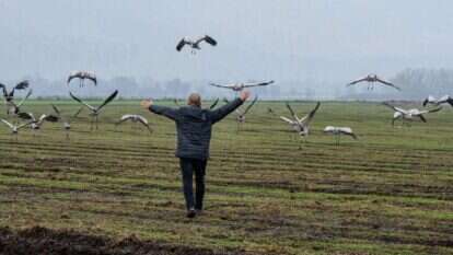 החקלאים נגד העגורים. | אייל מרגולין